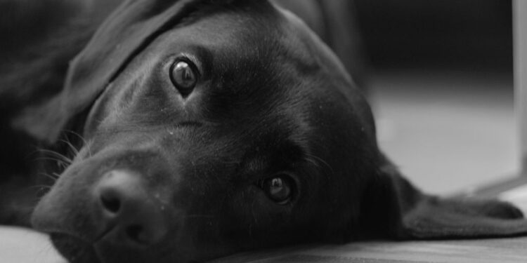 perro