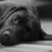 perro