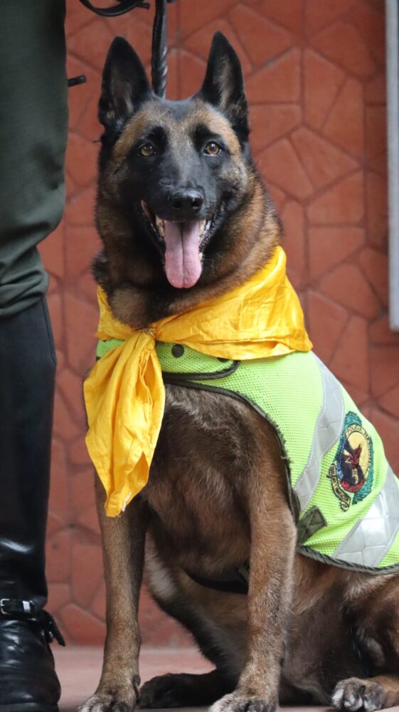 perros policias (2)