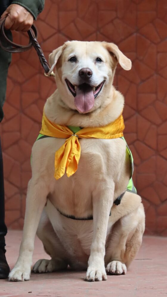 perros policias (3)
