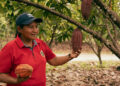 cacao