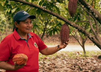 cacao
