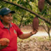 cacao