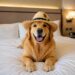 crece la tendencia de viajes internacionales con perros