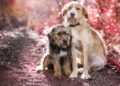 selective focus shot of two cute friendly dogs sitting next to each other on nature background