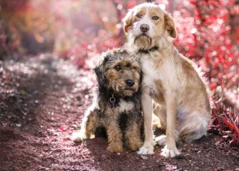 selective focus shot of two cute friendly dogs sitting next to each other on nature background