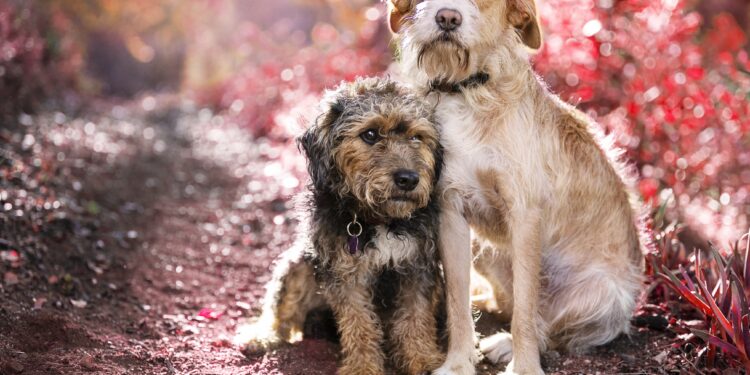 selective focus shot of two cute friendly dogs sitting next to each other on nature background