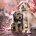 selective focus shot of two cute friendly dogs sitting next to each other on nature background