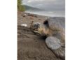 tortugas 2