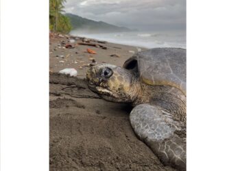 tortugas 2