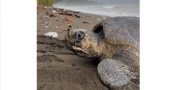 tortugas 2